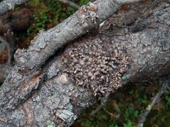 Tumor na borovici kleči (Pinus mugo Turra) (4a)