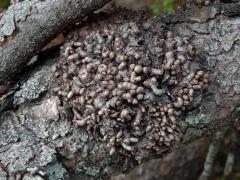 Tumor na borovici kleči (Pinus mugo Turra) (4b)