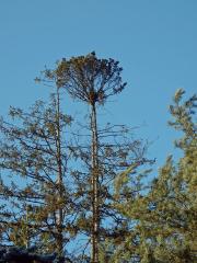 Čarověník na smrku ztepilém (Picea abies (L.) Karsten) (3a)