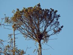 Čarověník na smrku ztepilém (Picea abies (L.) Karsten) (3b)