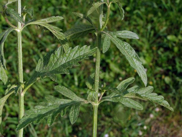 Sporýš lékařský (Verbena officinalis L.)