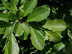 Šácholan hvězdovitý ( Magnolia stellata[/i] (Sieb. Et Zucc.) Maxim.)
