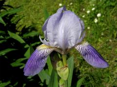 Kosatec německý (Iris germanica L.)