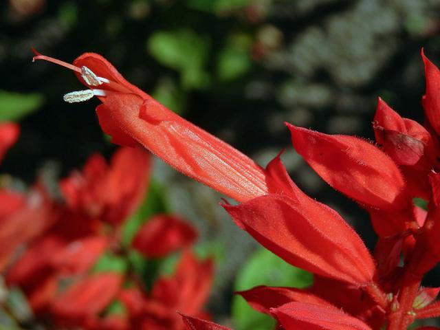 Šalvěj zářivá (Salvia splendens R. et Sch.)