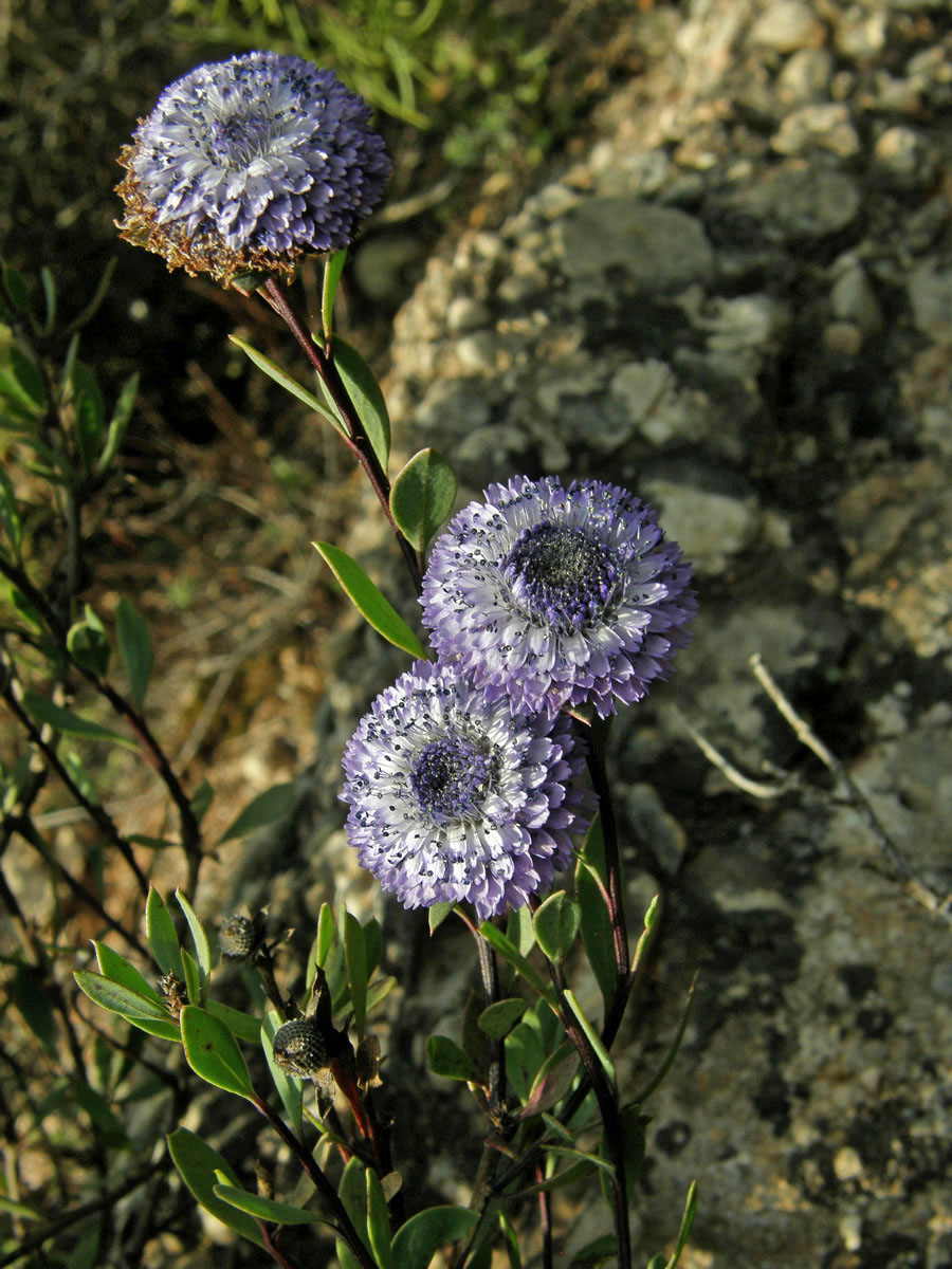 Koulenka křovitá (Globularia alypum L.)