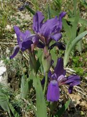 Kosatec bezlistý (Iris aphylla L.)