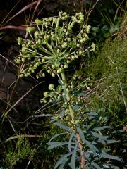 Pryšec hnědokvětý (Euphorbia characias L.)   