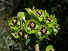 Pryšec hnědokvětý (Euphorbia characias L.)