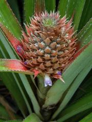 Ananasovník chocholatý (Ananas comosus (L.) Merr.)   