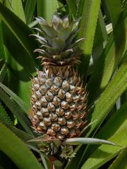 Ananasovník chocholatý (Ananas comosus (L.) Merr.)