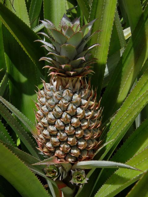 Vsledek obrzku pro ananasovnk