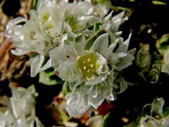 Stříbřenka stříbrná (Paronychia argentea Lam.)