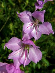 Mečík střechovitý (Gladiolus imbricatus L.)