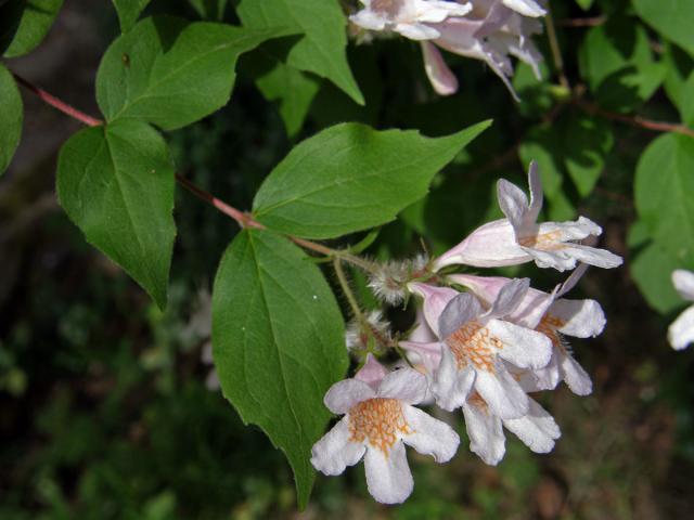 Kolkwitzie krásná (Kolkwitzia amabilis Graebner)