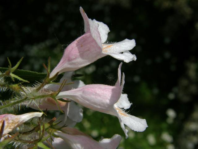 Kolkwitzie krásná (Kolkwitzia amabilis Graebner)