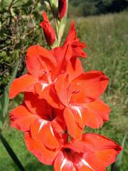 Mečík křížený (Gladiolus hybridus hort.)