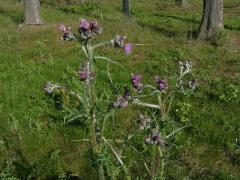 Pcháč bahenní (Cirsium palustre (L) Scop.)