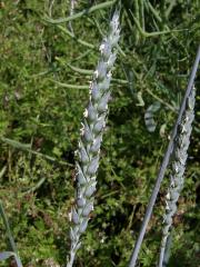 Pšenice setá (Triticum aestivum L.)