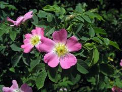 Růže šípková (Rosa canina L.)
