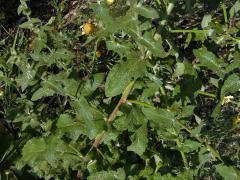 Divizna laločnatá (Verbascum sinuatum L.)