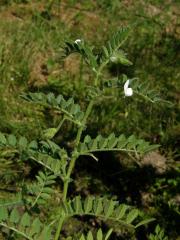 Cizrna beraní (Cicer arietinum L.)