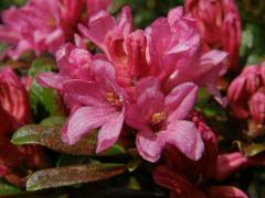 Pěnišník rezavý (Rhododendron ferrugineum L.)