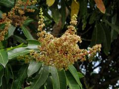 Mangovník indický (Mangifera indica L.)