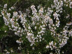 Vřesovec stromovitý (Erica arborea L.)