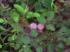 Citlivka stydlivá (Mimosa pudica L.)
