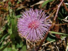 Citlivka stydlivá (Mimosa pudica L.)