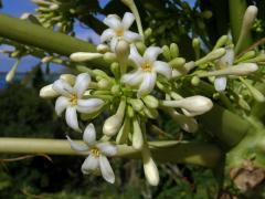 Papája obecná (Carica papaya L.)