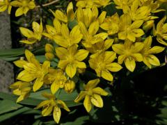 Česnek zlatožlutý (Allium luteum L.)