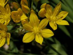 Česnek zlatožlutý (Allium luteum L.)