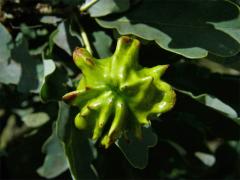 Hálky žlabatky kalichové (Andricus quercuscalicis)