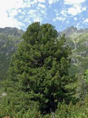 Borovice limba (Pinus cembra L.)