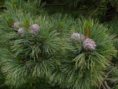 Borovice limba (Pinus cembra L.)