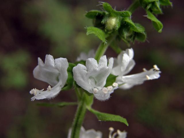 Bazalka vonná (Ocimum basilicum L.)