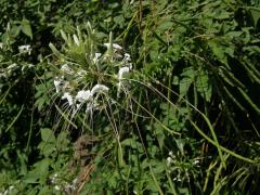 Luštěnice trnitá (Cleome spinosa Jacq.)   