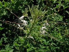 Luštěnice trnitá (Cleome spinosa Jacq.)