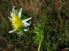 Rmen smrdutý (Anthemis cotula L.) s anomálním květenstvím (1a)