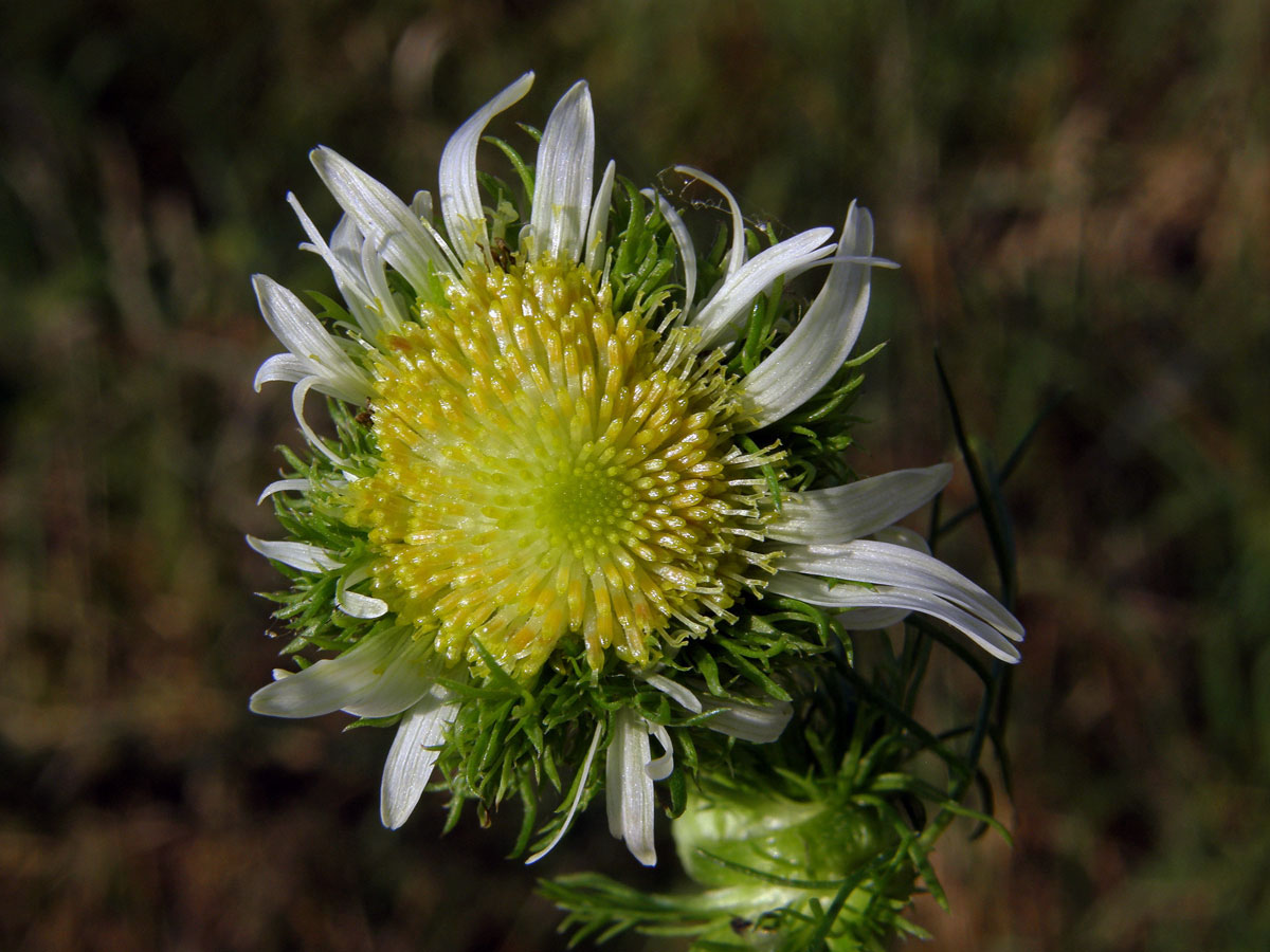 Rmen smrdutý (Anthemis cotula L.) s anomálním květenstvím (1c)
