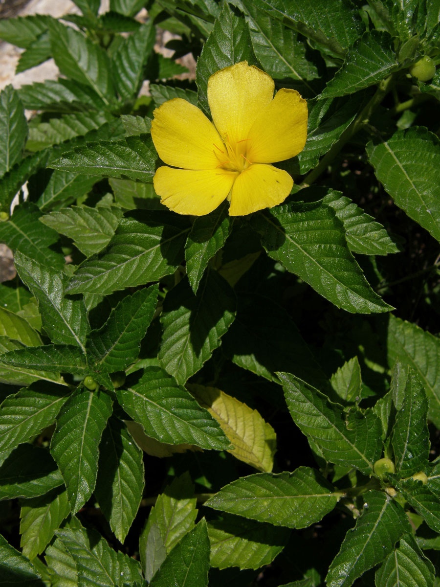 Pastala jilmolistá (Turnera ulmifolia L.)