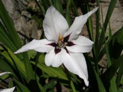 Mečík habešský (Gladiolus callianthus Marais)