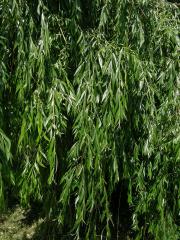 Vrba náhrobní (Salix x sepulclaris Simk.)