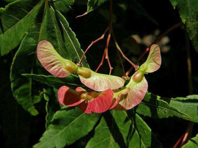Javor dlanitolistý (Acer palmatum Thunb.)