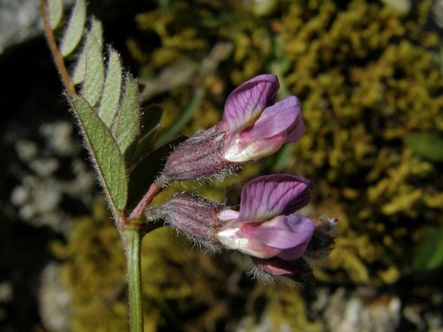 Vikev (Vicia orobus L.)