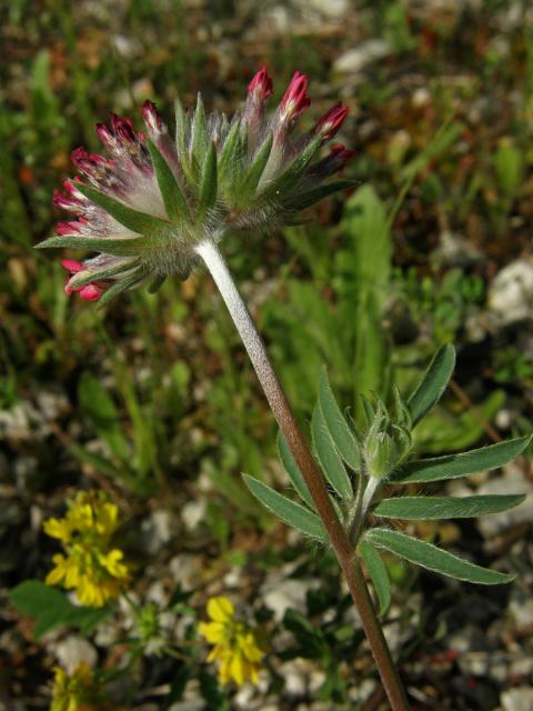 Úročník bolhoj červenokvětý (Anthyllis vulneraria L. subsp. praeproptera (A. Kerner) Bornm)