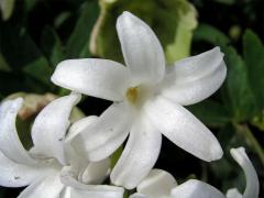 Hyacint východní (Hyacinthus orientalis L.)