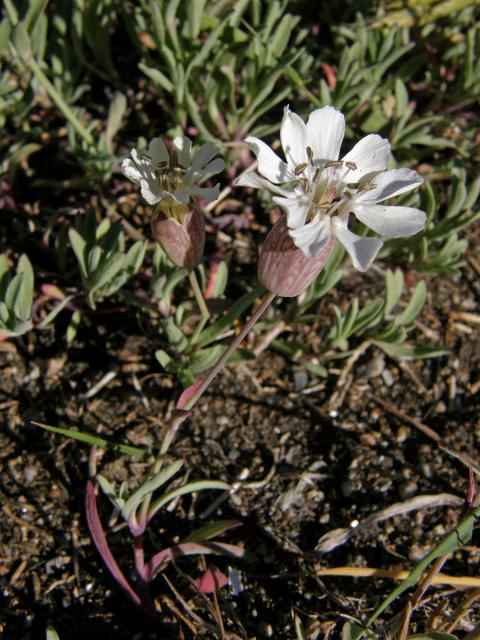 Silenka (Silene uniflora Roth.)