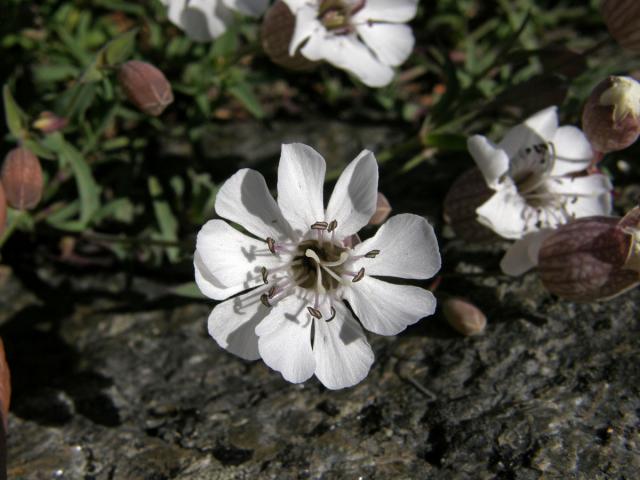 Silenka (Silene uniflora Roth.)